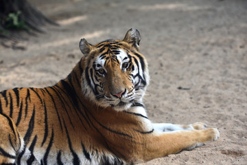 Tiger, a king of cats