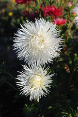 White needle Aster on a Sunny summer day