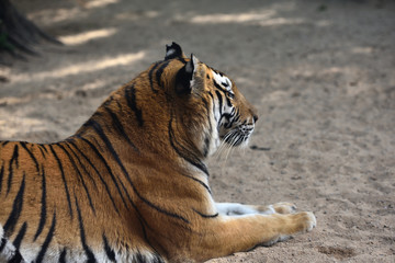 Tiger, a king of cats