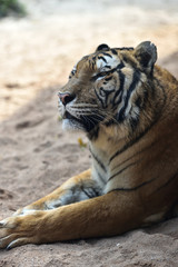 Tiger, a king of cats