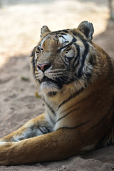 Tiger, a king of cats