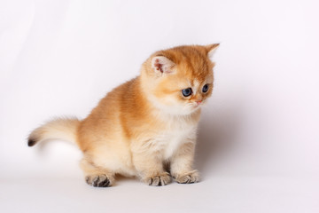 cute little red kitten on a white background, the concept of cute, funny pets