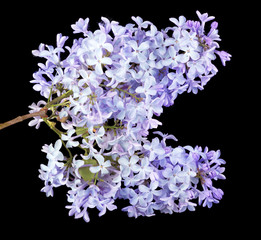 light blue lilac flowers on black