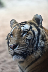 Tiger, a king of cats