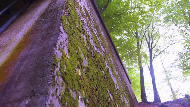 Moss on a high old wall, around nature, greenery