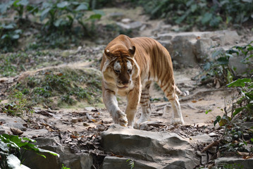 Tiger, a king of cats