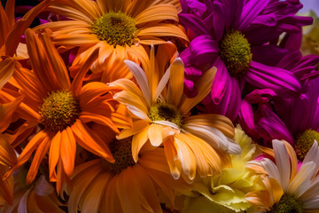 Close up of colorful daisies perfect for copy space or backgrounds