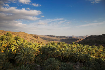 Oasis with palm trees in mountain region of Oman