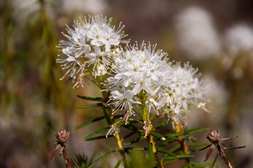 White blooming flowers of Ledum palustre in the summer forest. Purity of green wood 