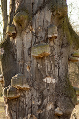 Stary pień drzewa drzewa obrośnięty grzybami drzewnymi. © maciejbutelewski