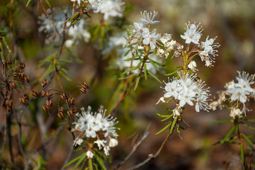 White blooming flowers of Ledum palustre in the summer forest. Purity of green wood 