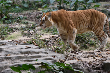Fototapeta premium Tiger, a king of cats