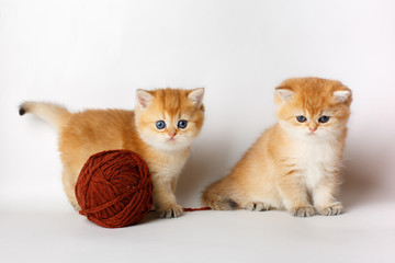 Fototapeta na wymiar a group of cute little red kittens with a ball of thread on a white background, the concept of cute, funny pets