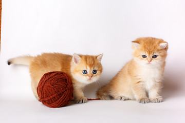 a group of cute little red kittens with a ball of thread on a white background, the concept of cute, funny pets