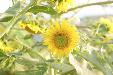 Beauty yellow sunflower in outdoor park