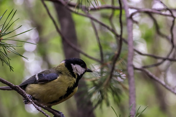 Parus major. Earlier summer in the forest on the island of Yagry in Severodvinsk. A mottled woodpecker on a tree trunk