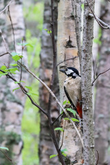 Dendrocopos major. Earlier summer in the forest on the island of Yagry in Severodvinsk. A mottled woodpecker on a tree trunk