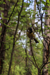 Parus major. Earlier summer in the forest on the island of Yagry in Severodvinsk. A mottled woodpecker on a tree trunk