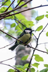 Fototapeta premium Parus major. Earlier summer in the forest on the island of Yagry in Severodvinsk. A mottled woodpecker on a tree trunk
