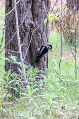 Dendrocopos major. Earlier summer in the forest on the island of Yagry in Severodvinsk. A mottled woodpecker on a tree trunk