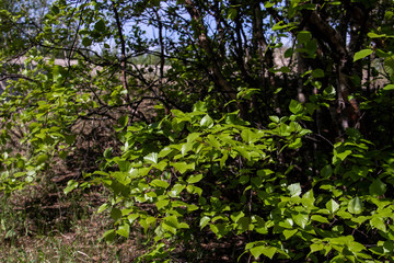 Spring in the pine forest of Yagry island, Severodvinsk. Bright young birch foliage.