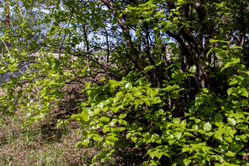 Fototapeta na wymiar Spring in the pine forest of Yagry island, Severodvinsk. Bright young birch foliage.
