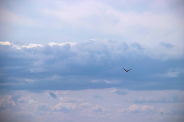 The harsh White sea. Cold summer day on Yagry island, Severodvinsk