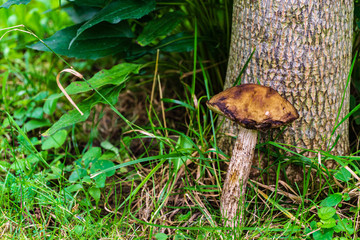 Lonely edible boletus or brown cap boletus with brown hat grows near tree trunk in forest on blurred background of green grass. Selective focus. Close-up. Nature concept for design.