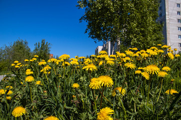 Obraz premium Taraxacum, Summer day. Dandelion flower. Close up.