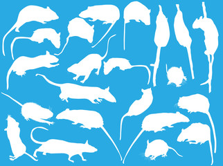 group of twenty two rats isolated on blue