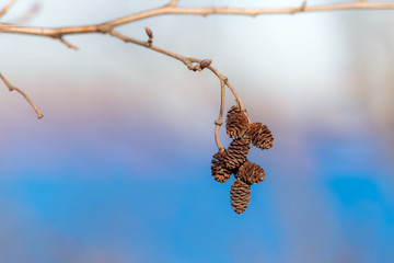 alder spring branch with buds