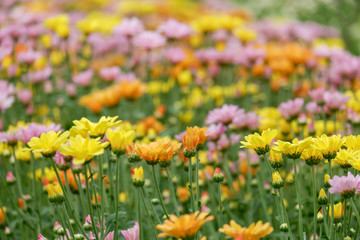 Obraz premium Many chrysanthemum flower in the garden.