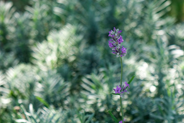 Lavender flower garden in spring time