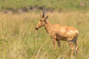 Jackson's hartebeest, Murchison Falls National Park, Uganda.