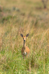 Female Oribi (Ourebia ourebi) in the grasslands of Murchison Falls National Park, Uganda.