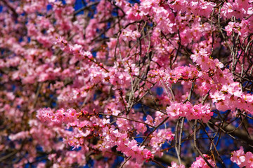 Young pink flowers in early spring season. Natural composition