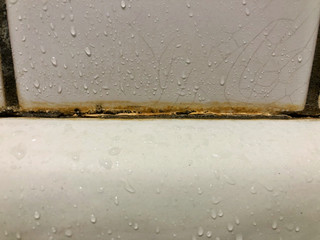 Black mold growing on shower tiles in bathroom.