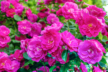Close up of the climbing rugosa rose var 'John Cabot'.