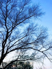 tree in the sky