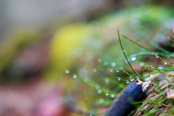Gros plan sur la for&ecirc;t vosgienne apr&egrave;s la pluie