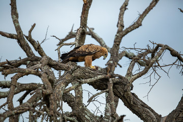 Fototapeta na wymiar Tawny eagle feeding on a scrub hare in a tree