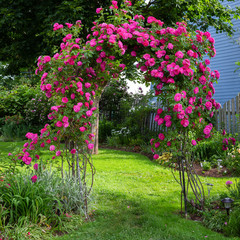 A beautiful rose arbour as an entrance to a backyard garden. - 331202776