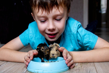Pet baby Guinea pigs. Feed your Pets a balanced feed. Care, attention, love for rodents. Boy Protect Guinea pigs hands.