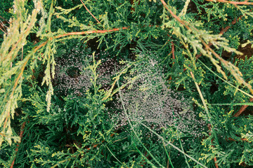 Raindrops glisten on the cobwebs. Horizontal background of water drops. The spider's web on plants.