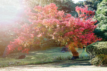 Vibrant red maple tree in autumn sunny day