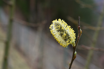 Weide blühend, Palmkätzchen