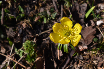 Winterling, Eranthis hyemalis