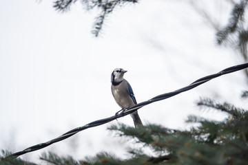 Blue Jay Perched on Wire in Winter
