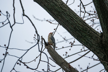 Red Bellied Woodpecker on Branch in Winter