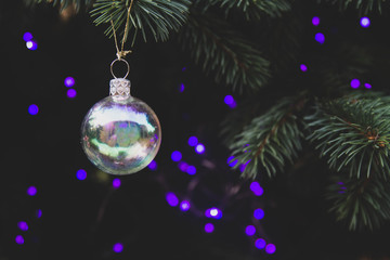 Fototapeta premium Horizontal background. Live spruce decorated for Christmas with transparent gold and purple garland with bulbs. Copy space.